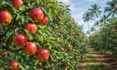 A maçã que consegue produzir em regiões quentes e surpreende no cultivo