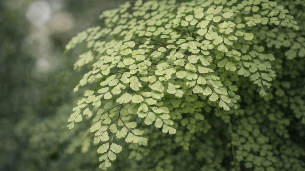 Planta renda-portuguesa virou presente ligado à elegância discreta e bom gosto