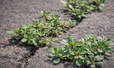 Melhor que salmão? Planta comum tem mais ômega 3 do que muitos imaginam