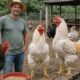 Galinhas gigantes dão mais dinheiro que porcos e vacas