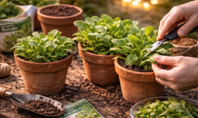 Vasos sem furo podem funcionar, mas exigem rega e substrato corretos