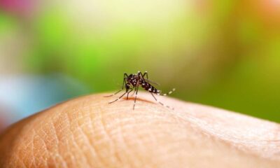 Mosquito Aedes aegypti pousado em pele humana, com fundo verde e amarelo desfocado.
