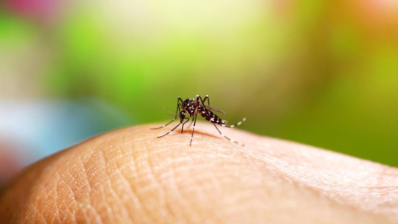 Mosquito Aedes aegypti pousado em pele humana, com fundo verde e amarelo desfocado.