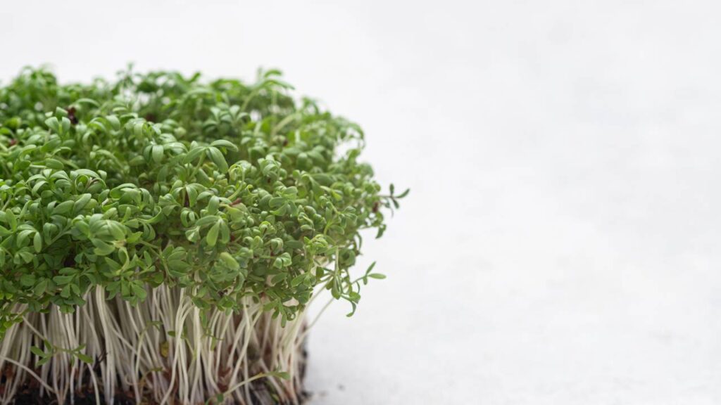 Os impressionantes benefícios do agrião para a saúde e por que ele ganhou destaque