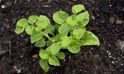 Como plantar agrião da forma correta e ter uma planta medicinal sempre fresca na horta