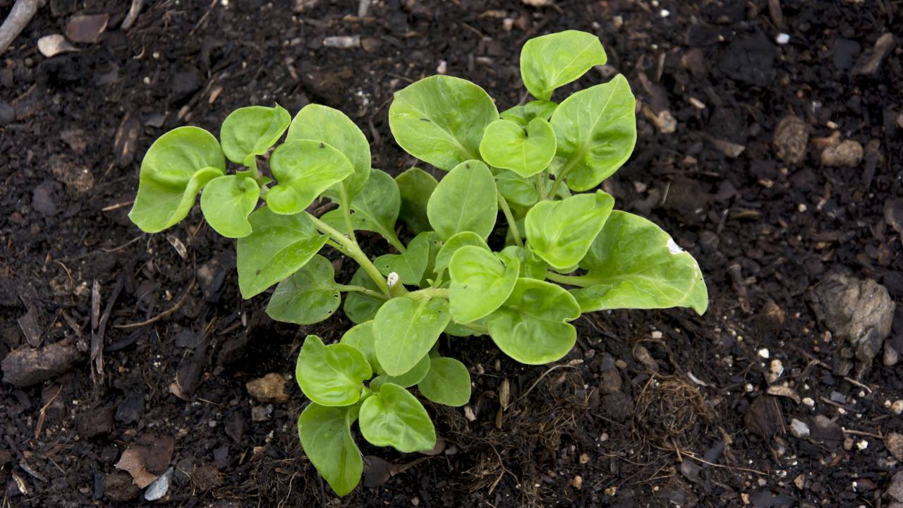 Como plantar agrião da forma correta e ter uma planta medicinal sempre fresca na horta