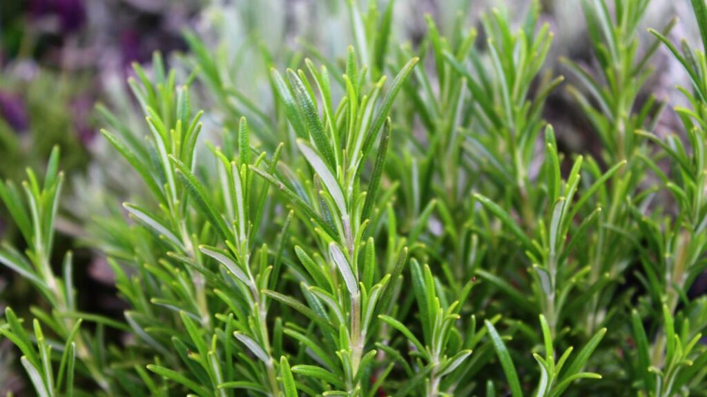 Como cultivar alecrim e manter a planta sempre verde e perfumada