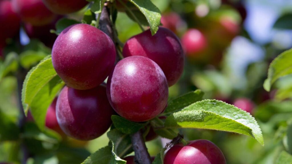 Os benefícios da ameixa que vão muito além do intestino e surpreendem muita gente