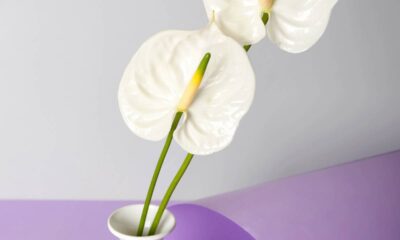 Como cuidar de antúrio branco e ter flores elegantes sem muito trabalho