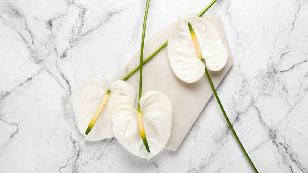 Como cuidar de antúrio branco e ter flores elegantes sem muito trabalho