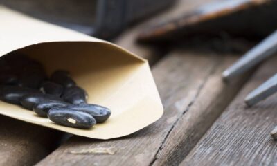 Carunchos aparecem no feijão cru por um erro comum no armazenamento