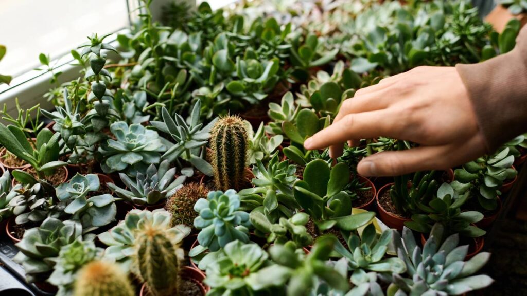 Como fazer arranjo de suculentas em vaso e criar uma peça decorativa do zero