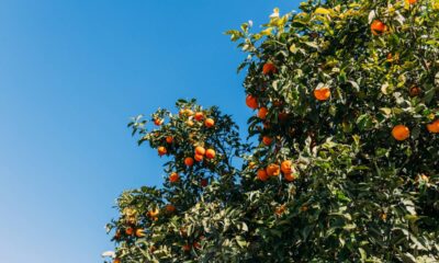 Coletor de frutas caseiro fácil de montar e muito eficiente