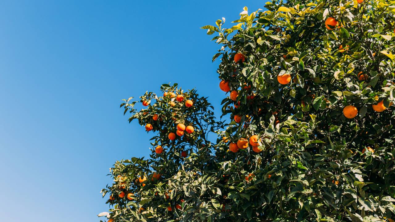 Coletor de frutas caseiro fácil de montar e muito eficiente