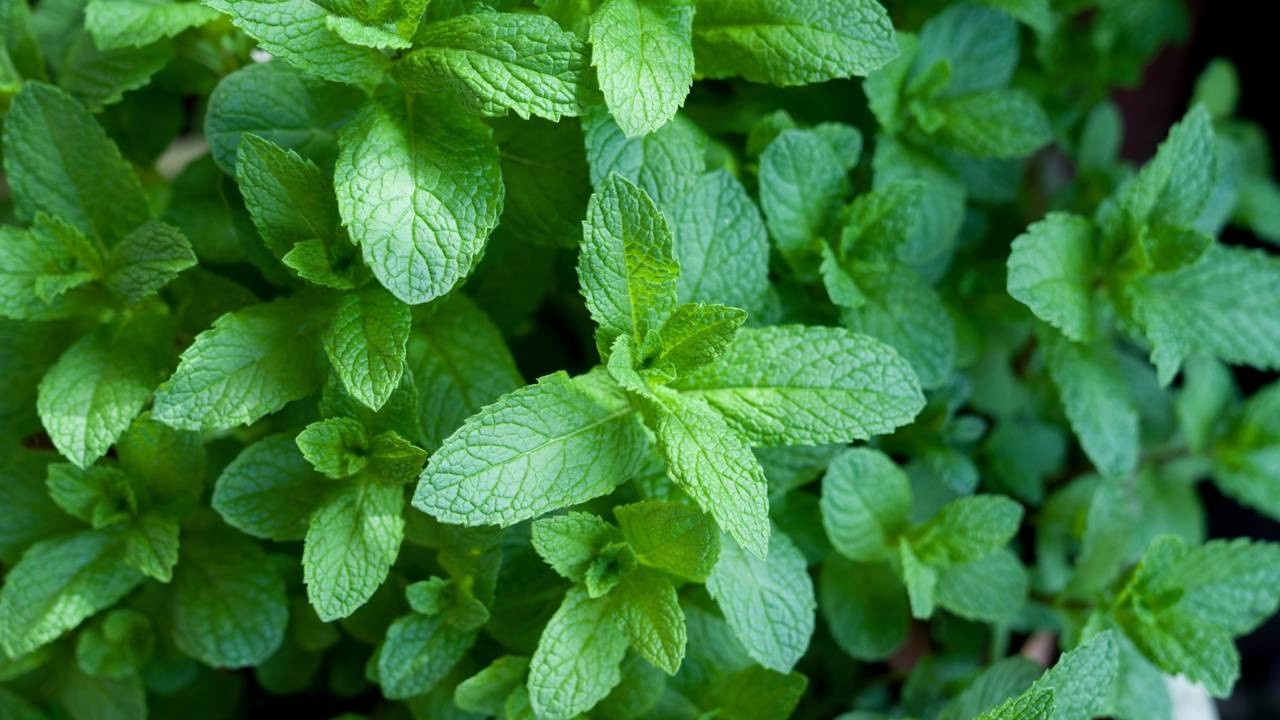 Close-up de folhas frescas de hortelã em tons de verde vibrante, com textura detalhada.