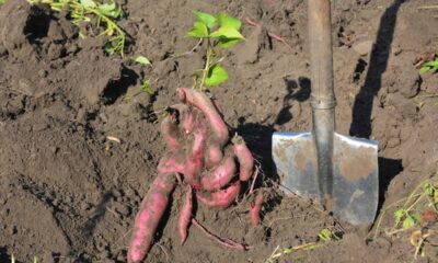 A forma certa de plantar batata doce faz a produção render muito mais