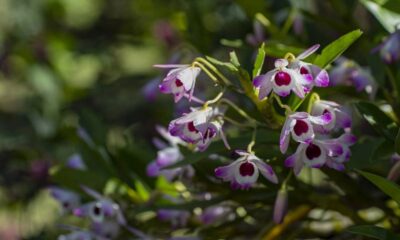 Orquídeas brancas e roxas com miolo vinho, em foco, contra um fundo verde desfocado.
