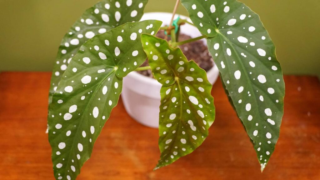 Planta begônia maculata une beleza, personalidade e destaque na decoração