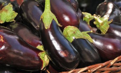 Como plantar berinjela do jeito certo e evitar erros que atrapalham a colheita