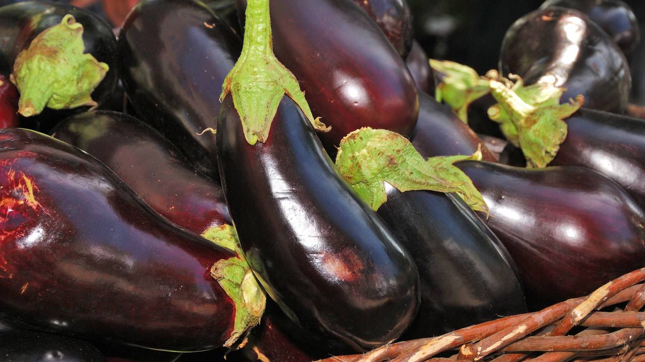 Como plantar berinjela do jeito certo e evitar erros que atrapalham a colheita