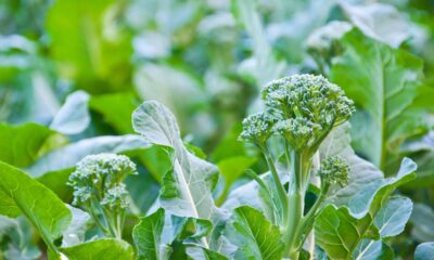 Como plantar brócolis rápido e fácil mesmo se você nunca cultivou antes