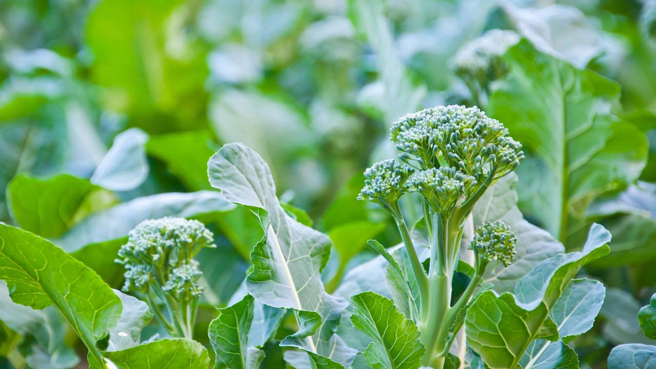Como plantar brócolis rápido e fácil mesmo se você nunca cultivou antes