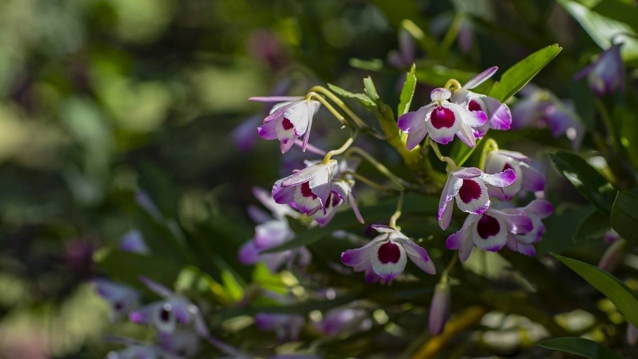 Agrupamento de orquídeas brancas e roxas com centro bordô, em meio a folhagem verde.