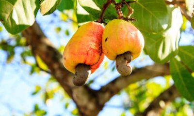 Como plantar caju rápido e fácil e garantir uma planta forte desde o início