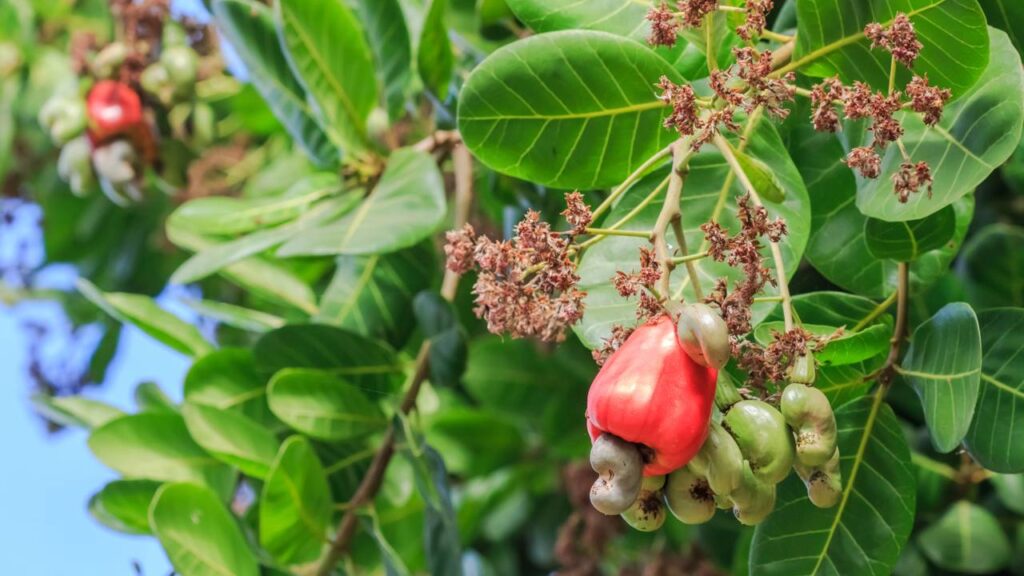 Como plantar caju rápido e fácil e garantir uma planta forte desde o início