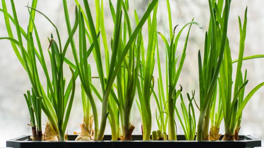 Como plantar cebolinha em vaso e colher folhas frescas o ano inteiro mesmo com pouco espaço