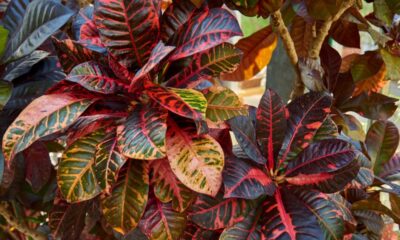 5 tipos de crótons para decoração que transformam qualquer ambiente da casa