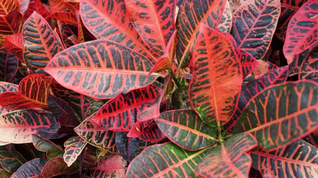 5 tipos de crótons para decoração que transformam qualquer ambiente da casa