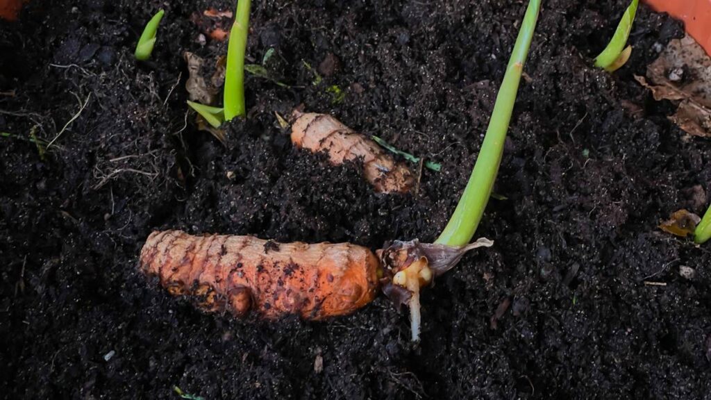 Como plantar cúrcuma do jeito certo e colher raízes saudáveis em casa