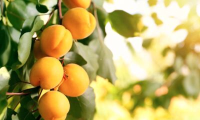 Damasco engorda ou emagrece? E o que realmente acontece quando você consome a fruta