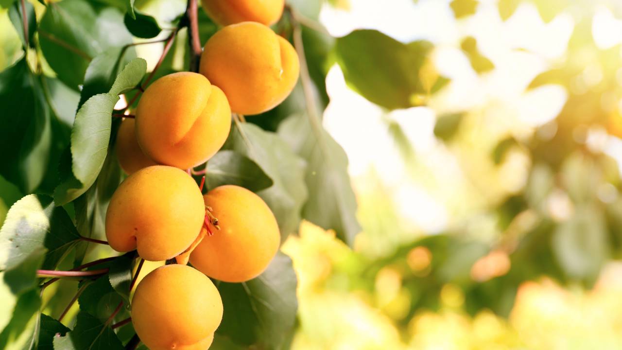 Damasco engorda ou emagrece? E o que realmente acontece quando você consome a fruta