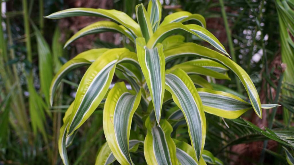 4 Tipos de dracena para ambientes internos que se adaptam bem ao dia a dia