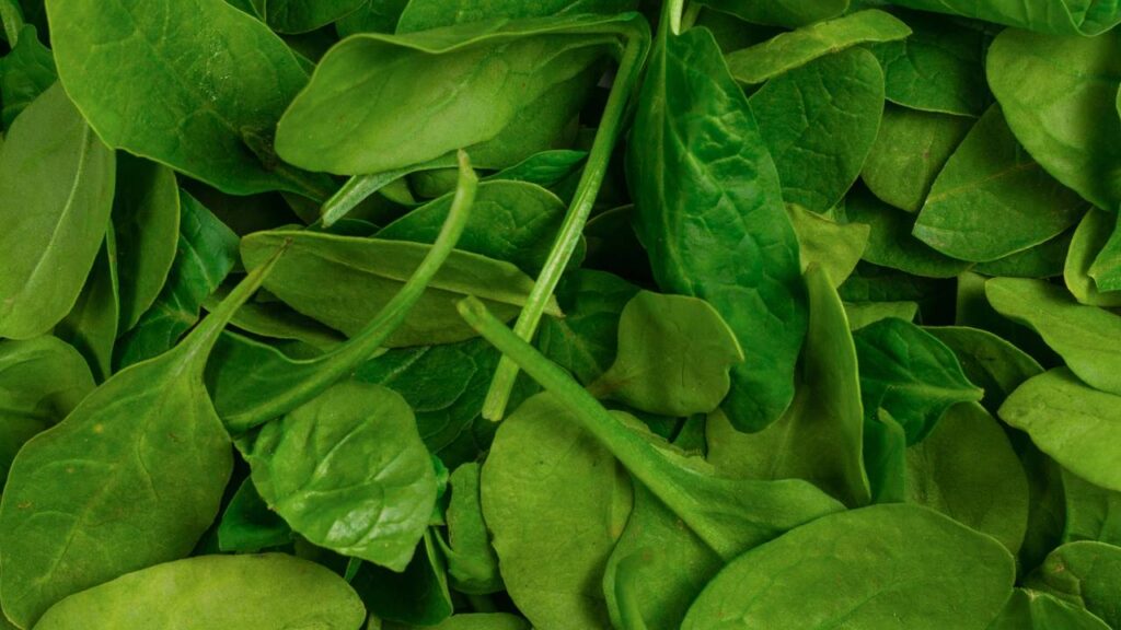 Como plantar espinafre em vaso corretamente e colher folhas bonitas em pouco tempo