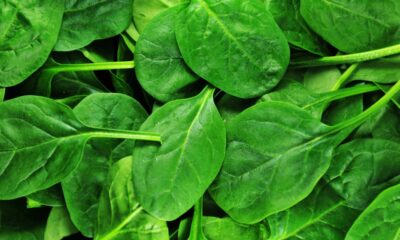 Benefícios do espinafre vão além da nutrição e ajudam a proteger o corpo