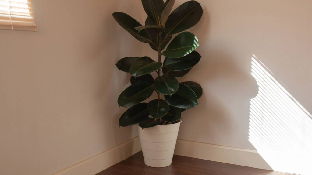 Essa planta ficus elastica chama atenção pelo tamanho, pelas folhas grossas e pelo impacto visual dentro de casa