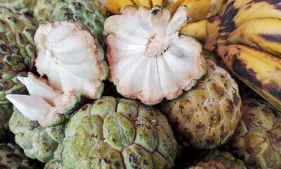 Sabor doce e textura cremosa: trunfos que fazem da fruta-do-conde boa opção