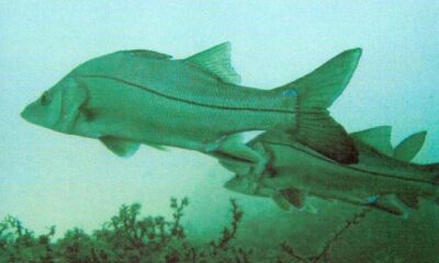 Peixe brasileiro, robalo se destaca e rivaliza até com o salmão