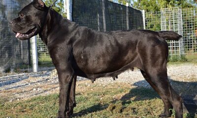 Cães de guarda unem proteção, lealdade e inteligência; veja