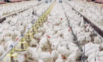 Ovos de aves ao redor do mundo: tamanhos, cores e curiosidades