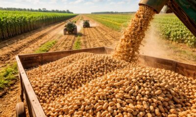 Jaboticabal se destaca como Capital do Amendoim em São Paulo