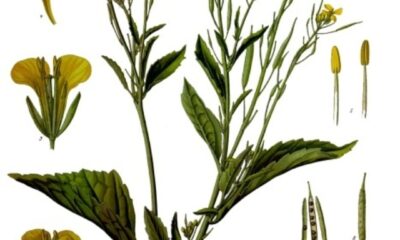 Conheça a mostarda verde e outras folhas que turbinam a saúde