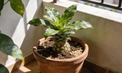 Um vaso, uma coroa e um abacaxi começando a vida sem esforço