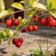 Araçá-piranga cresce fácil em casa, dá frutos aromáticos e ainda valoriza o quintal