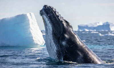 O enigma da longevidade animal: o que baleias, toupeiras e tartarugas ensinam sobre envelhecer melhor