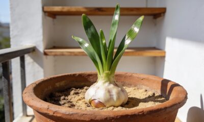 O alho cultivado em casa surpreende no sabor e na praticidade