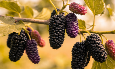 A queridinha dos quintais brasileiros: uma árvore que faz sombra o ano inteiro, dá frutos doces e até rende chá com as folhas
